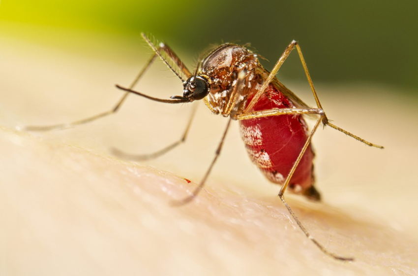  Casos prováveis de dengue aumentam 84,7% em uma semana em Pernambuco – G1